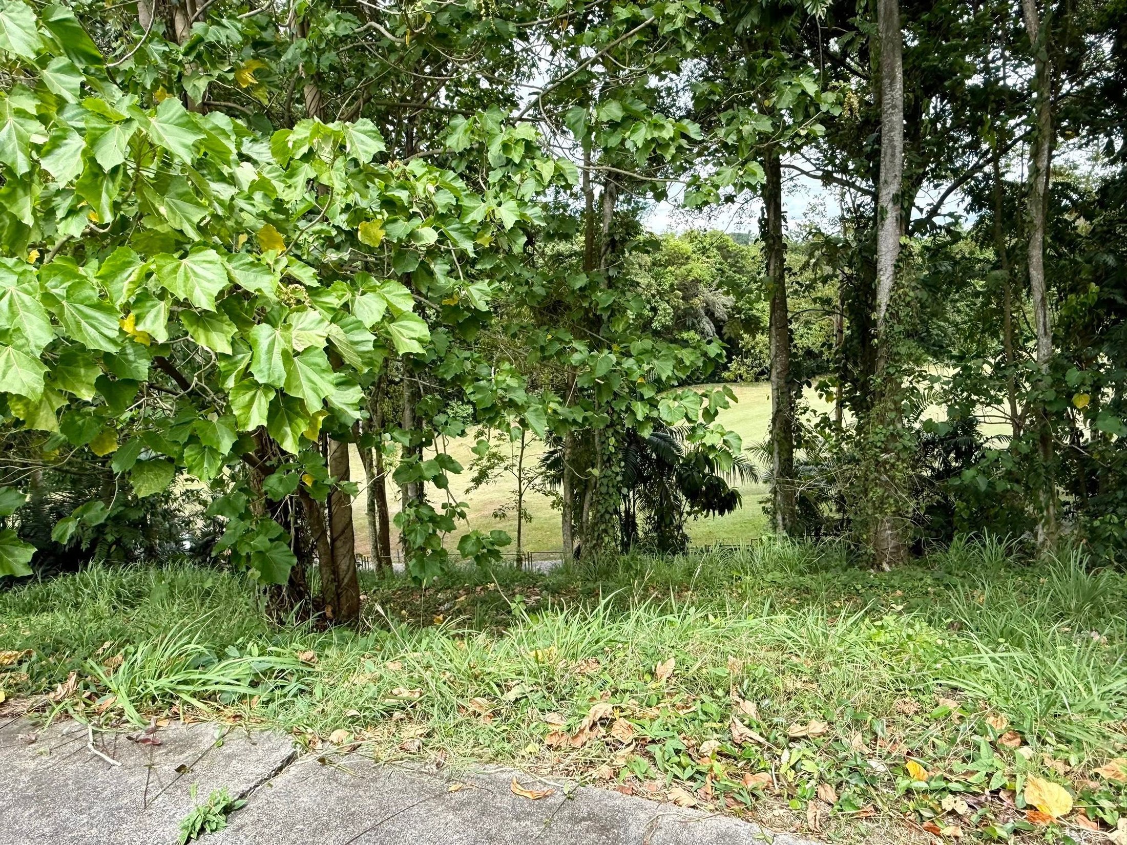 Wooded lot setting